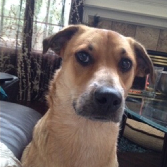 Meet your Posher, Abbey - Picture 1 of 1